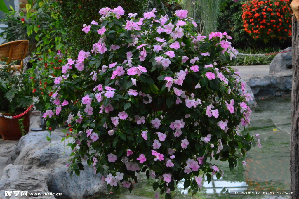 鳳仙花