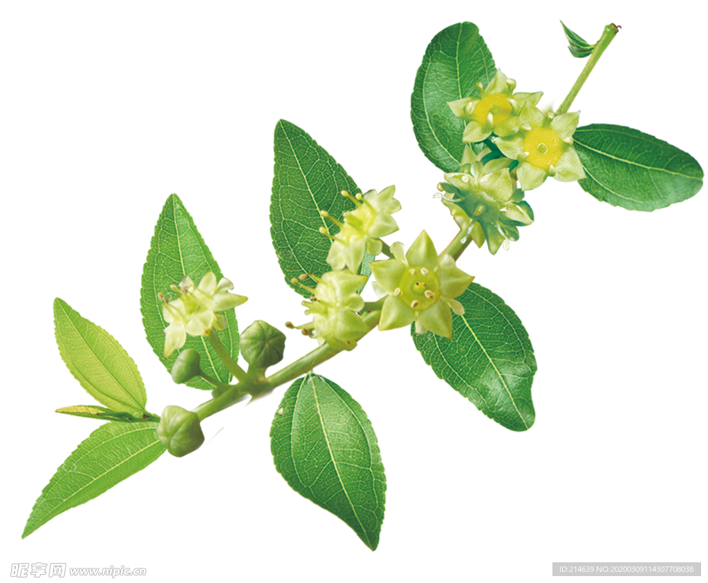 棗花