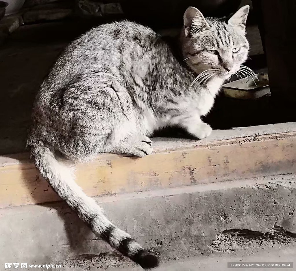 貓素材圖片