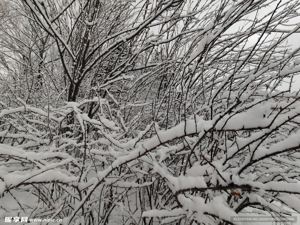 挂满枝头的雪