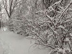 雪中的树木