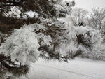 雪中的松枝