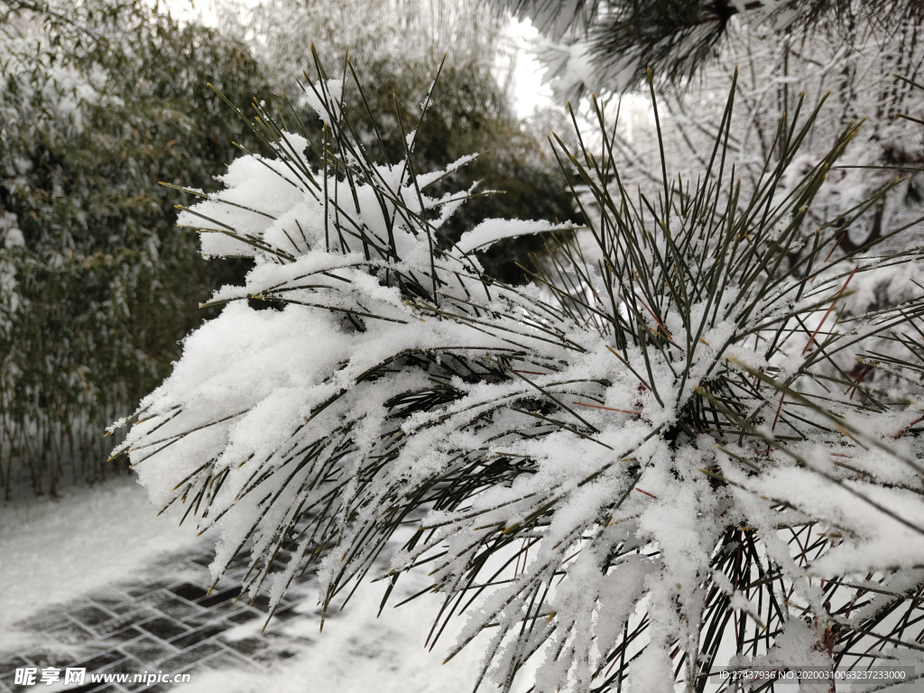雪壓松枝