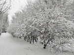 雪后的树丛