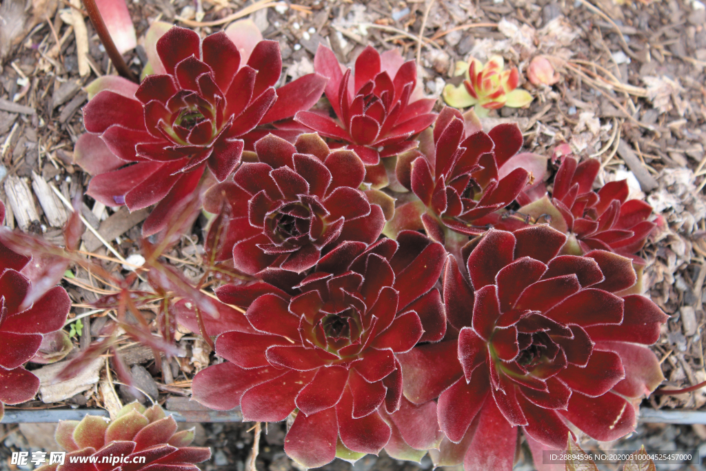 紅色 花園 植物 自然 花