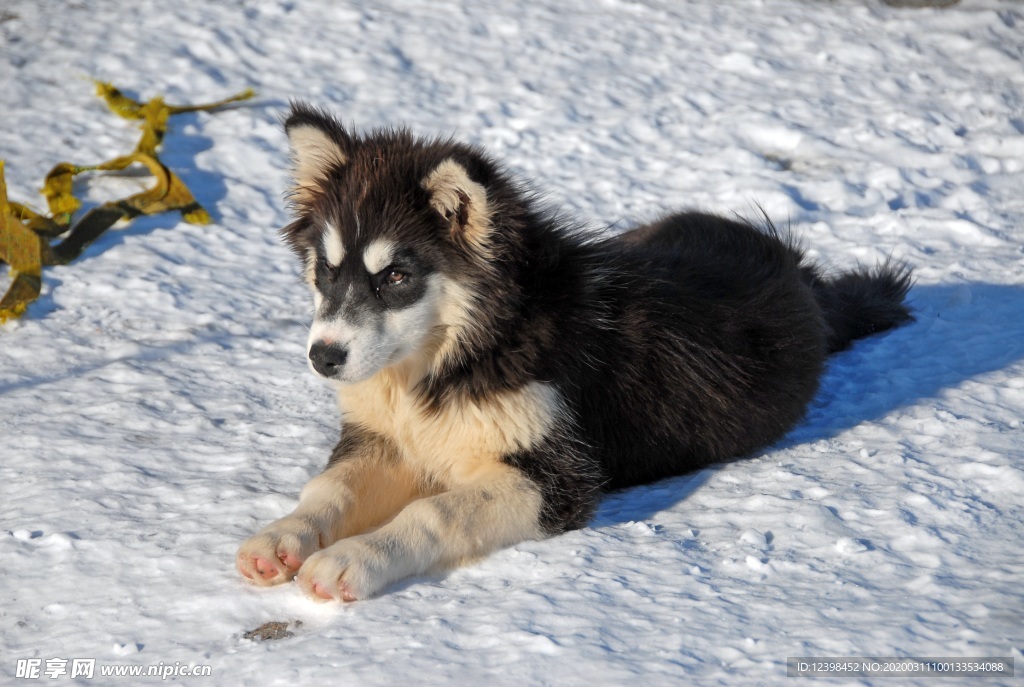 可愛的雪橇犬