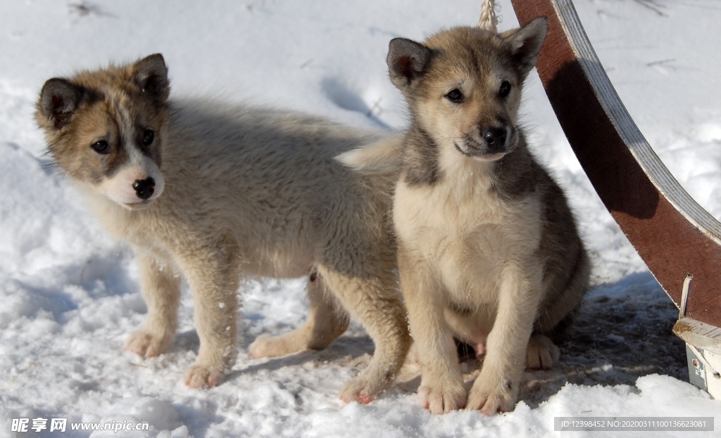 可愛(ài)的雪橇犬