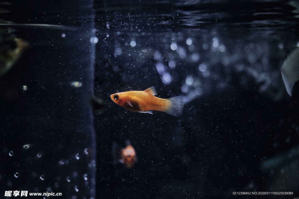 魚缸里面的金魚