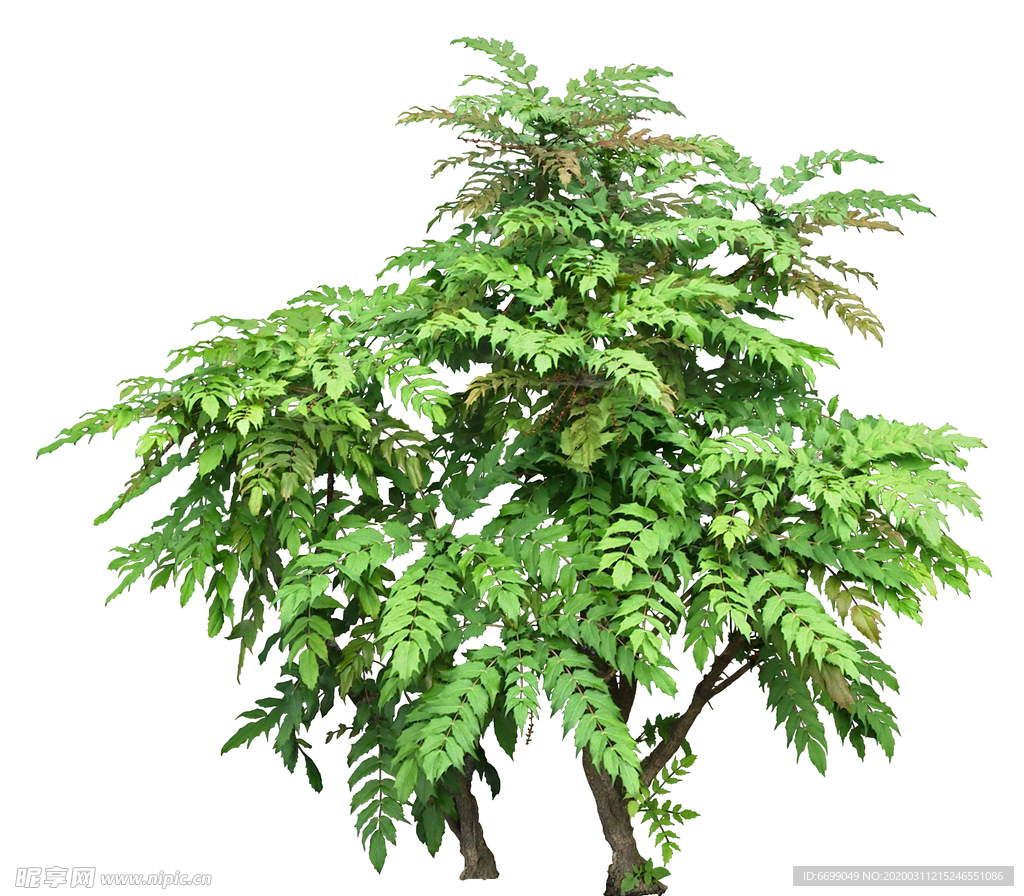 園林植物