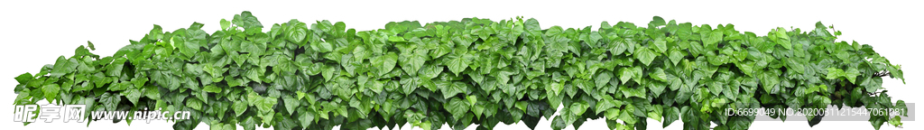 園林植物