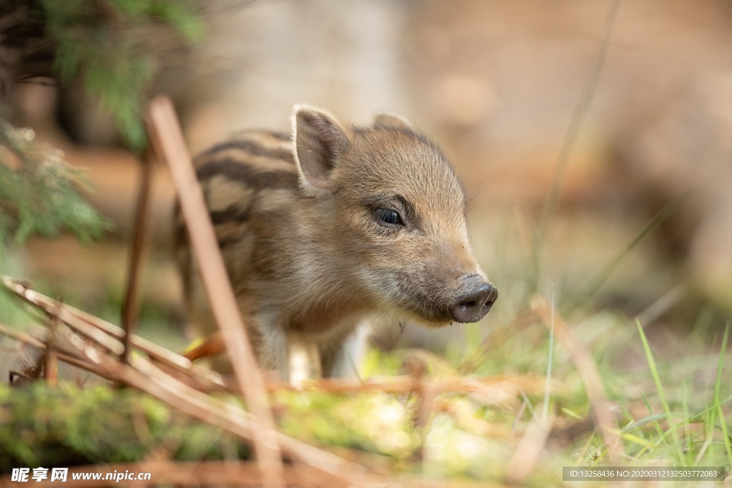 野豬野生動物野獸背景