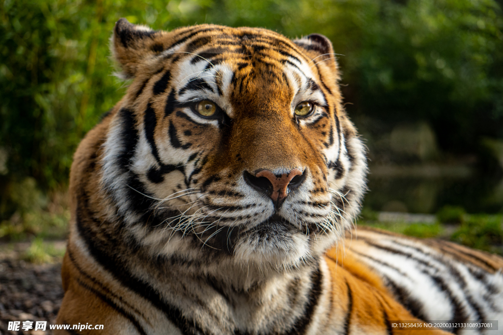 老虎野生動物野獸背景