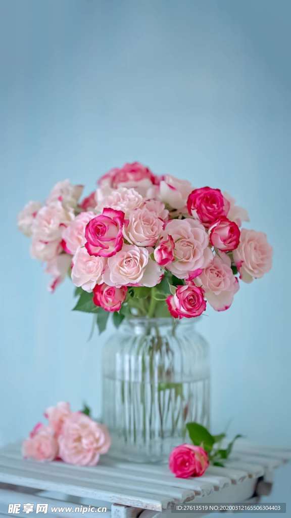 美麗的薔薇花圖片