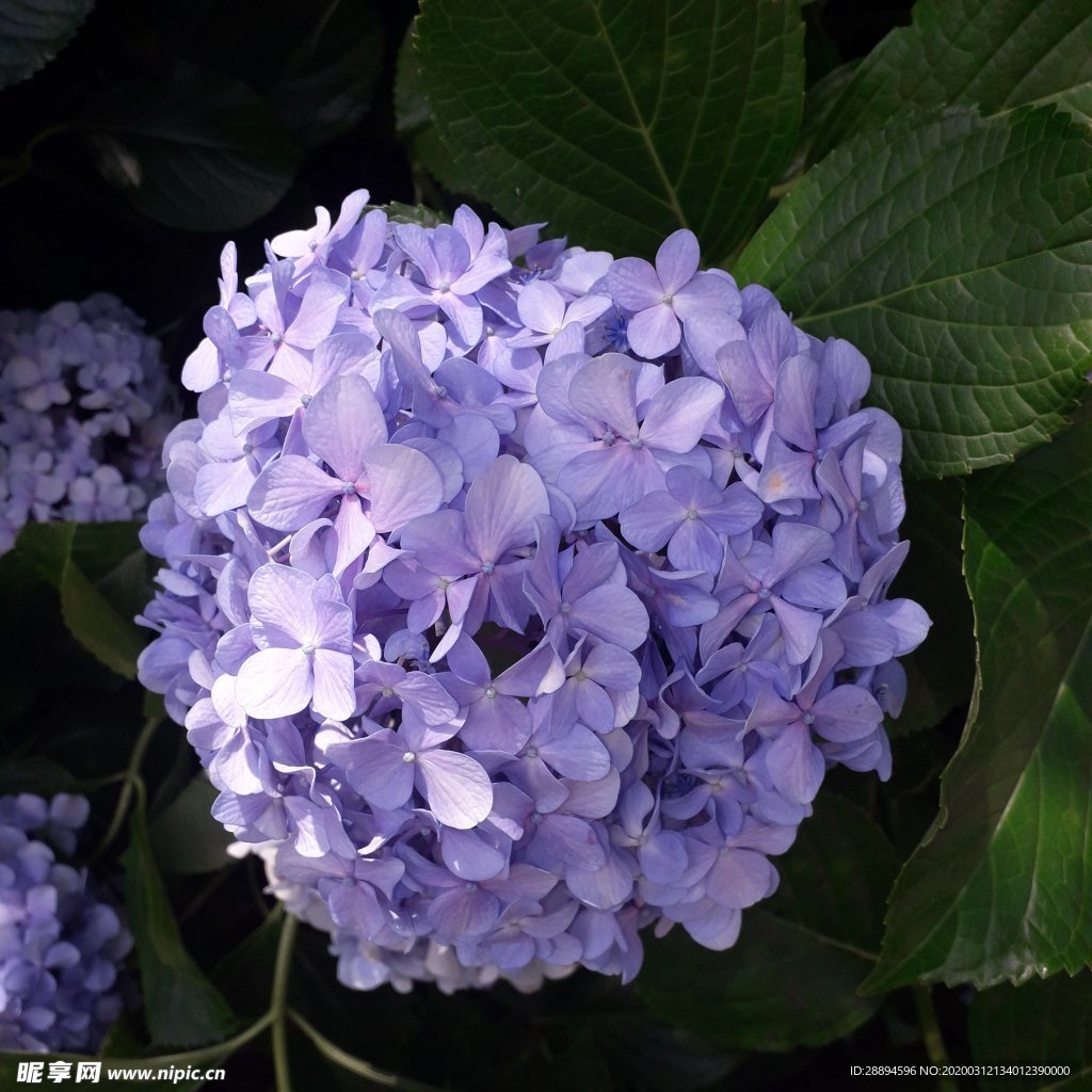 弗洛雷斯 弗洛爾 春 鮮花 紫