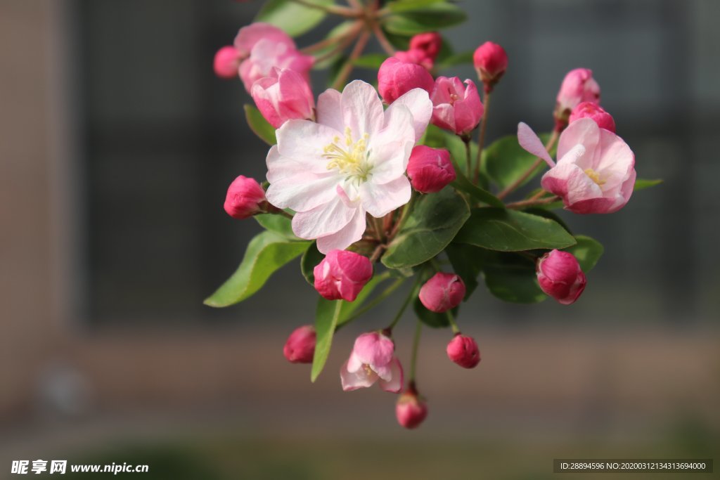 花 大自然 環(huán)境