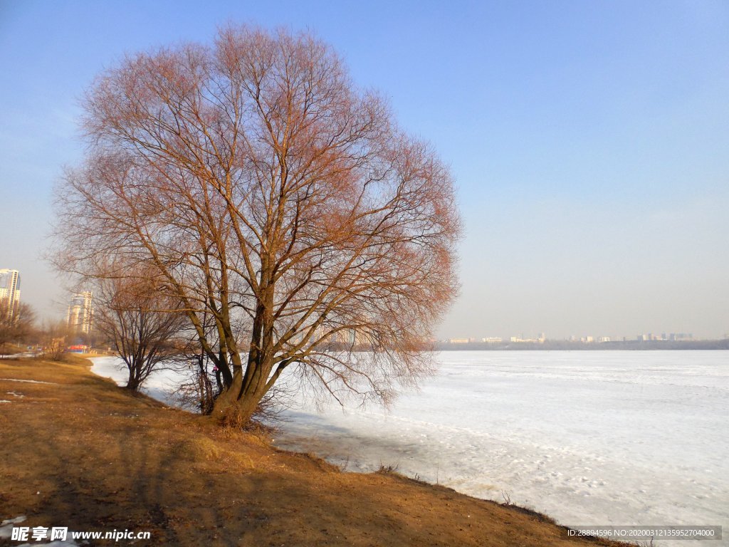 樹 雪 冬季 河 海灘