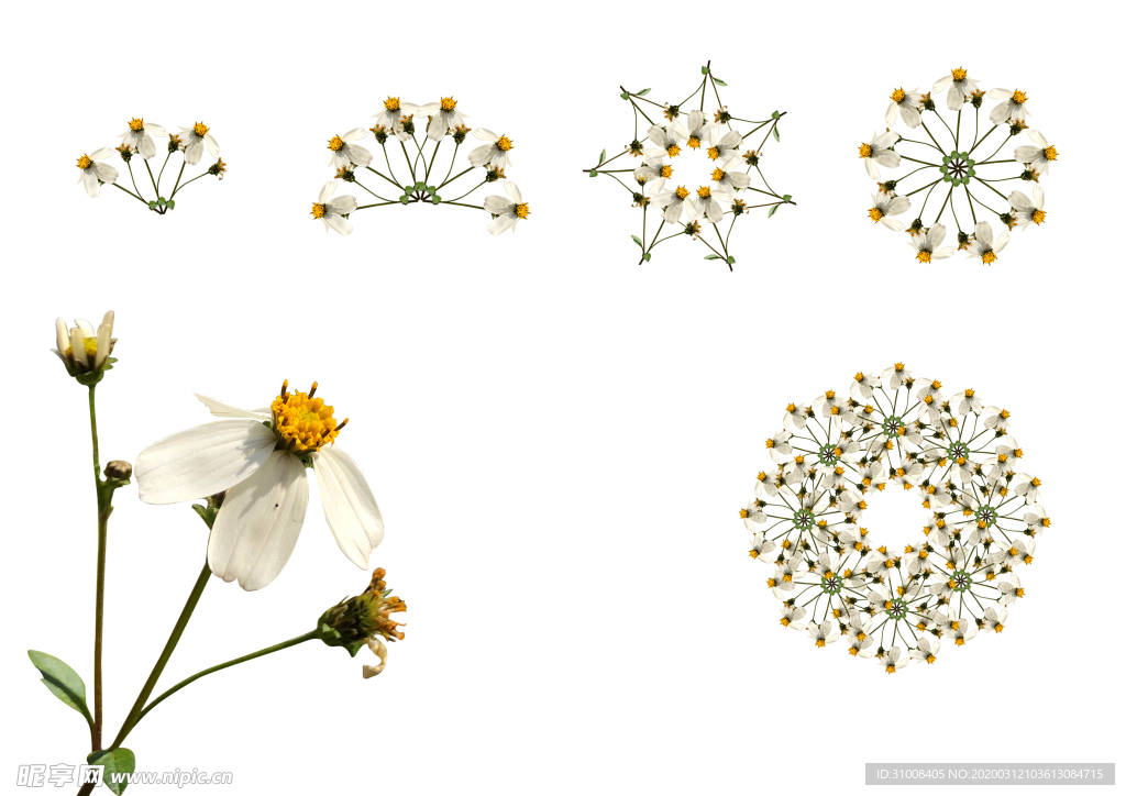 花卉素材