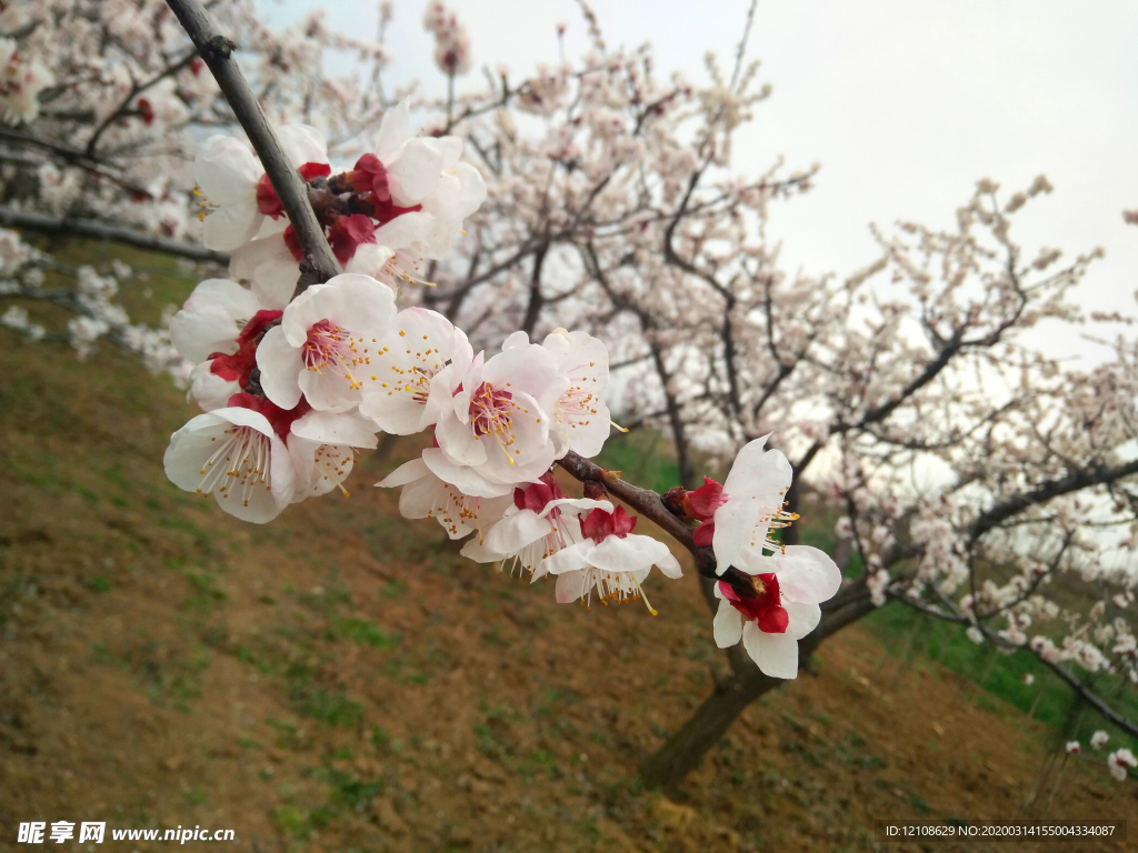 桃花