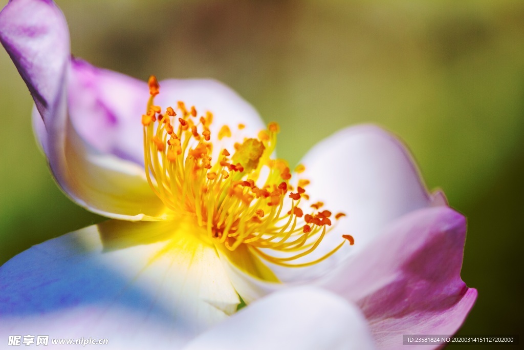 花蕊