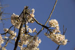 枝 白色 樱花 花卉