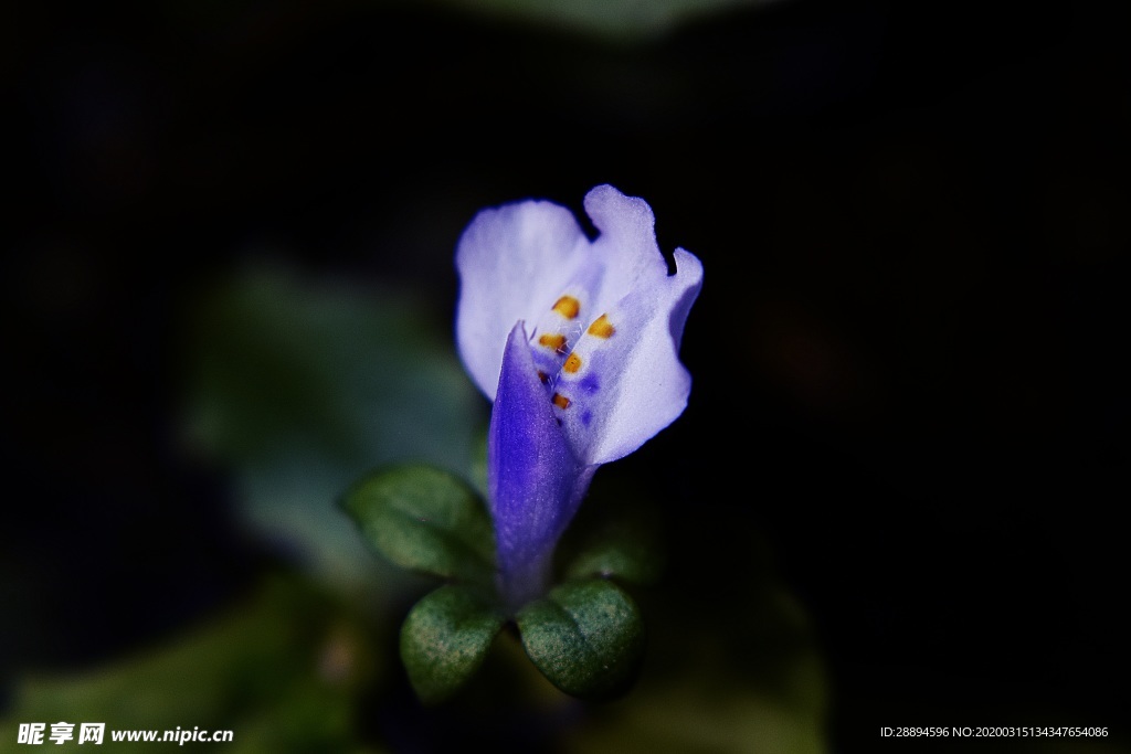 蘭花 藍(lán)色 植物 自然 生物