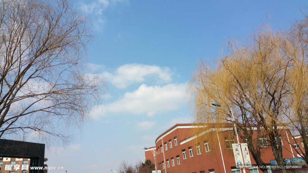 初春蓝天白云下的柳树