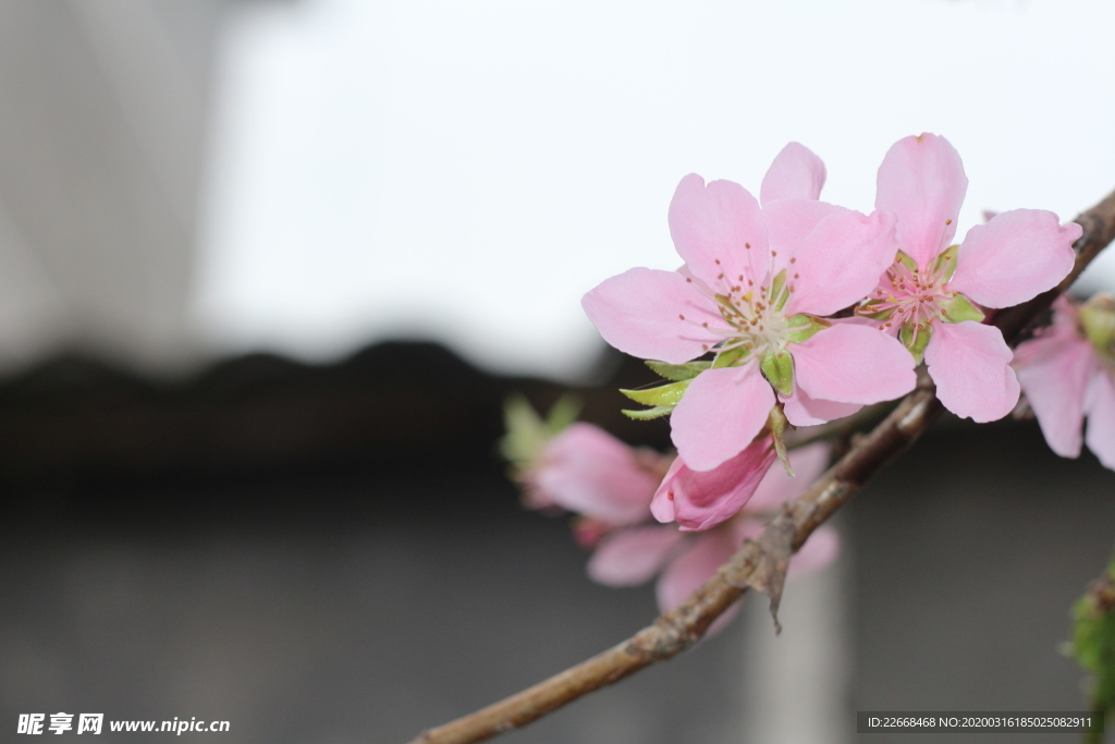 桃花