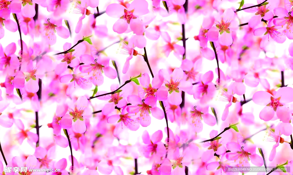 十里桃花   樱花盛开