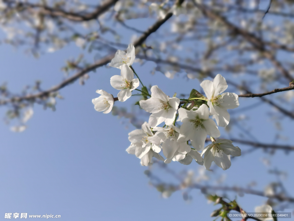 桃花
