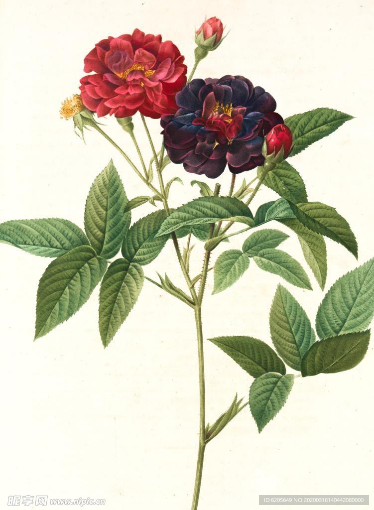 玫瑰花水彩畫作