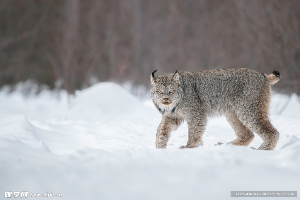 猞猁野生動物野獸背景