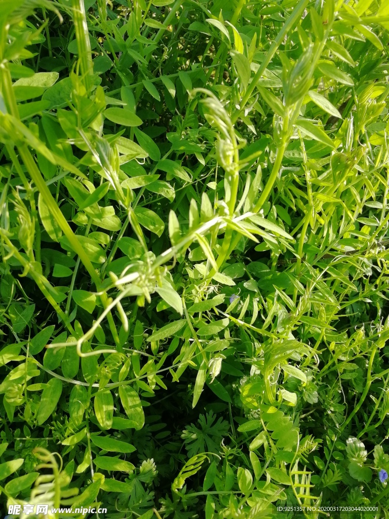 野碗豆 植物