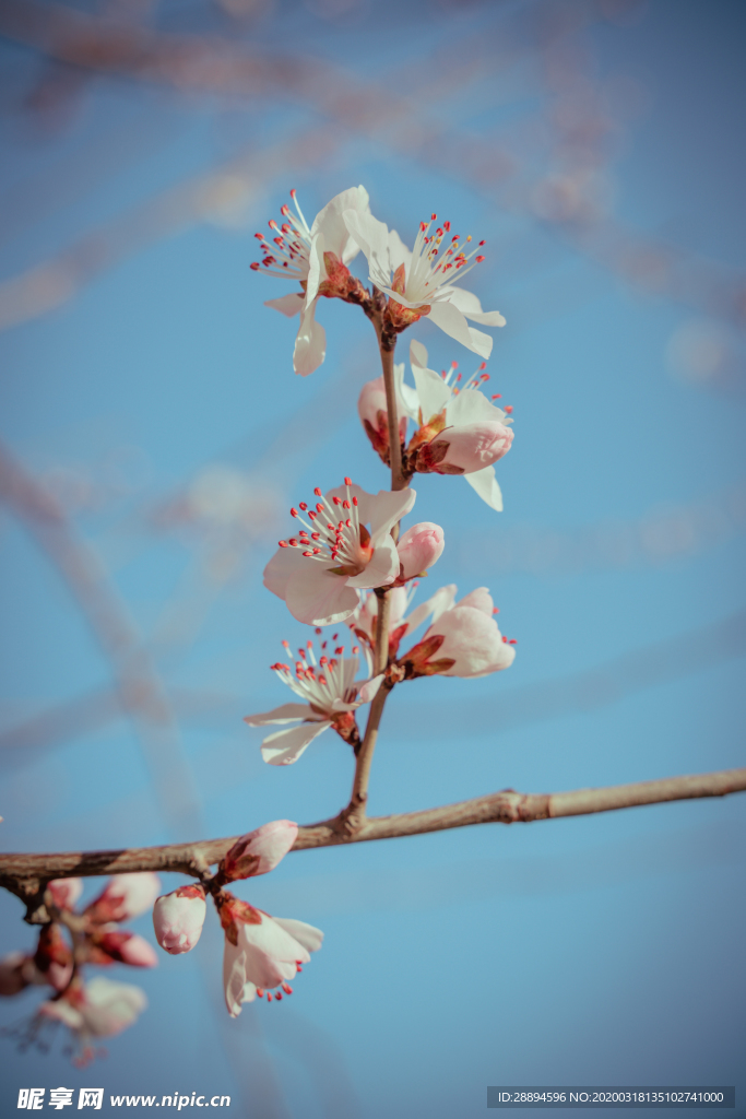 桃花 特寫 春