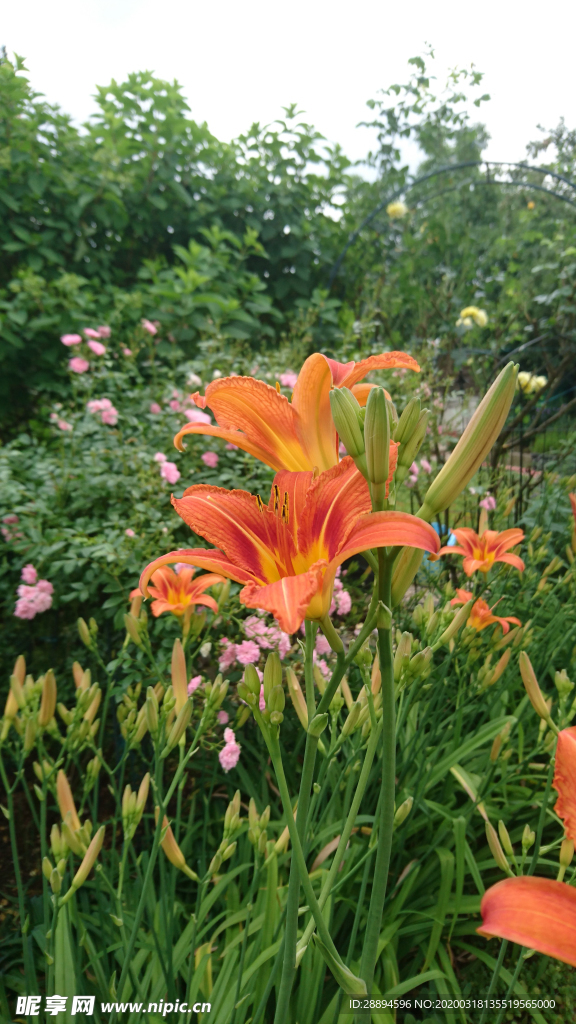 鮮花 花園 鮮艷 自然綠色