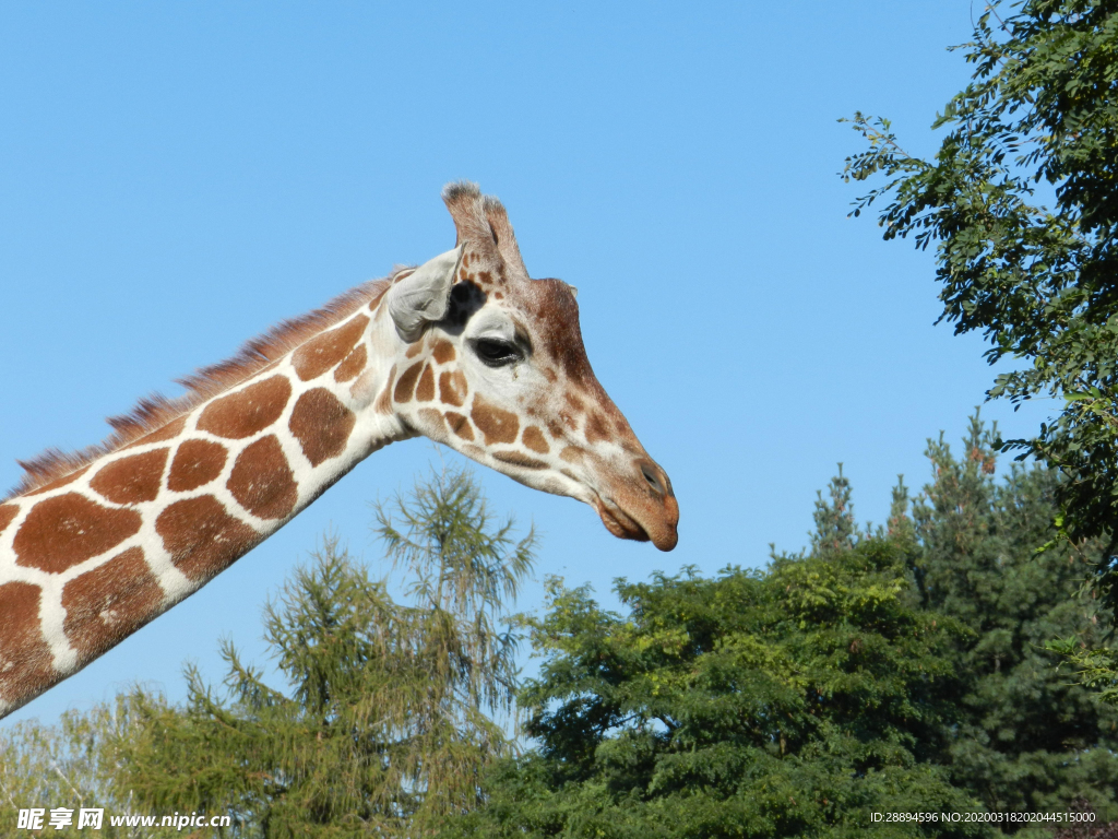動物園 城市 長頸鹿 動物