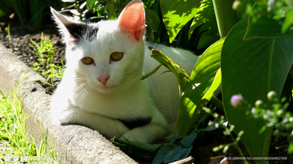 貓 花園 寵物 動物 春天動物