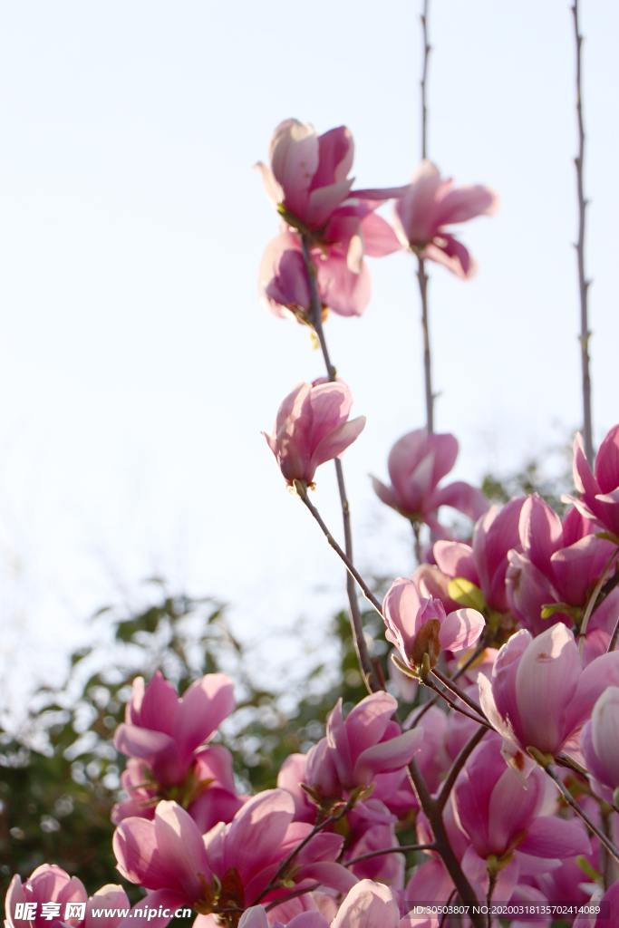 逆光玉蘭花