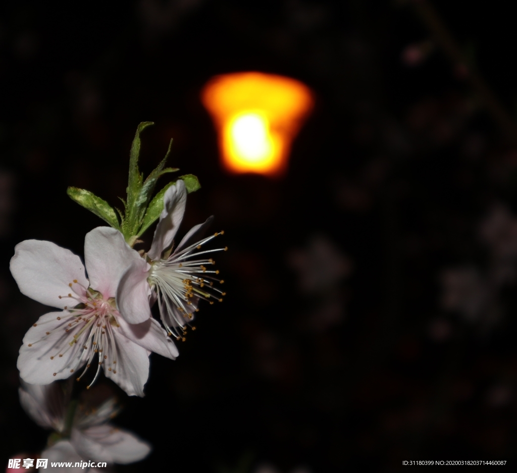 桃花與路燈