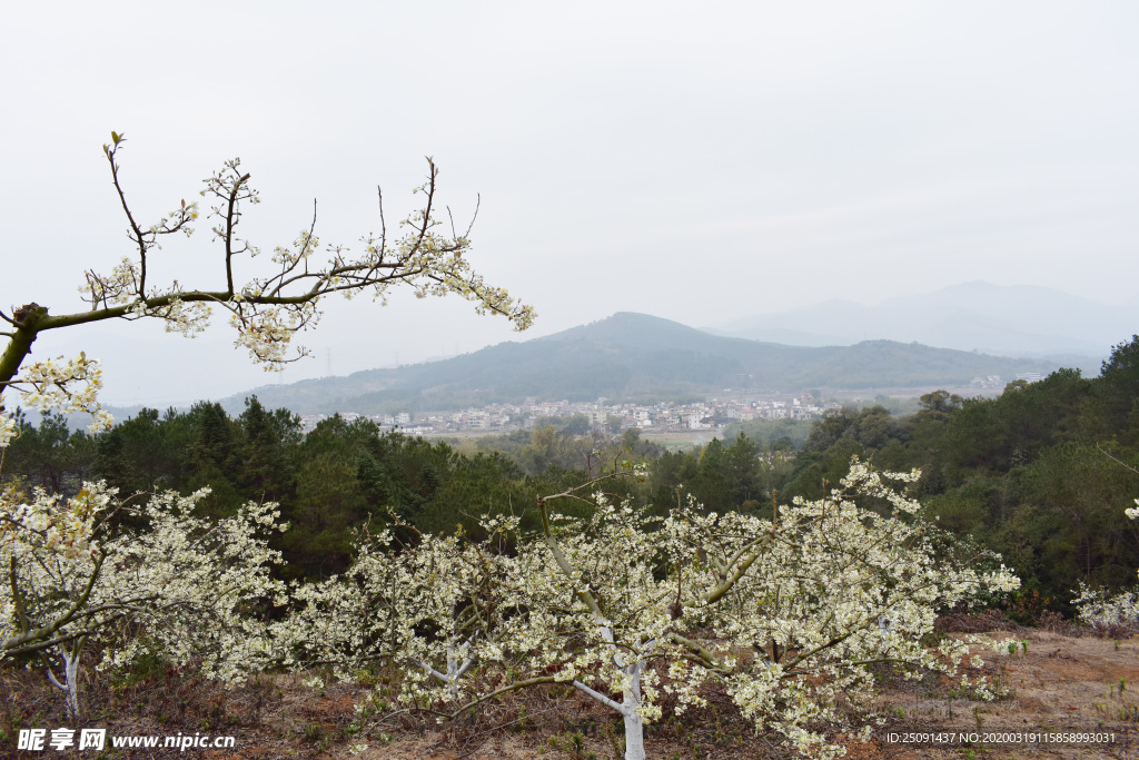 山楂花