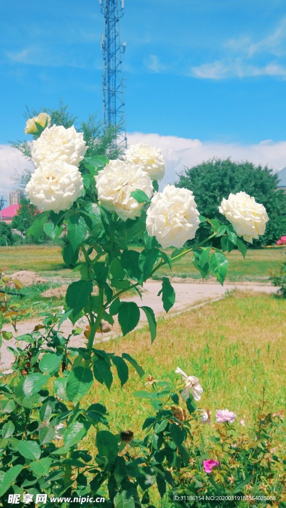 白玫瑰