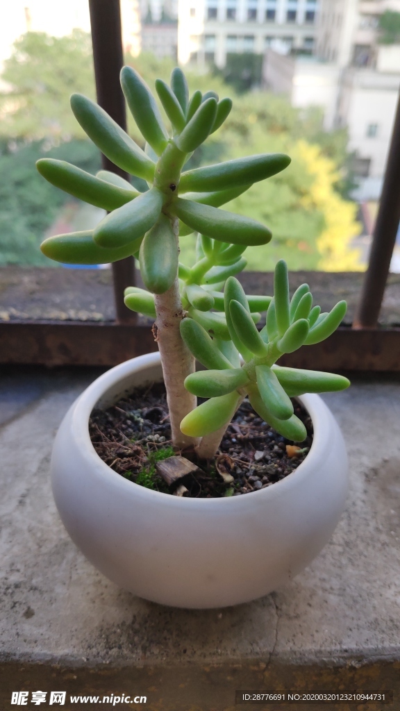 植物 多肉