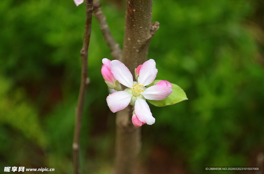 花   春天 花瓣 花園 美