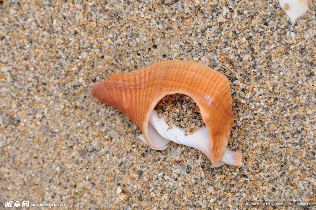 外壳 海滩 沙 橙色 贝壳 自