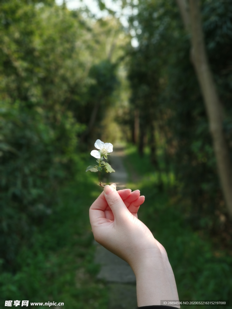 春 手 花 美麗