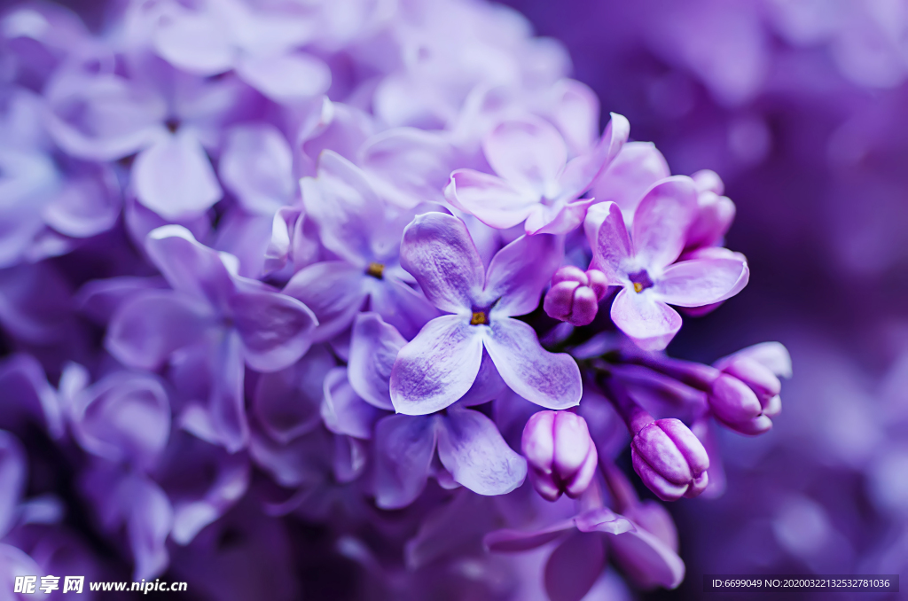 丁香花