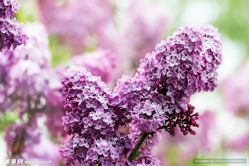 丁香花