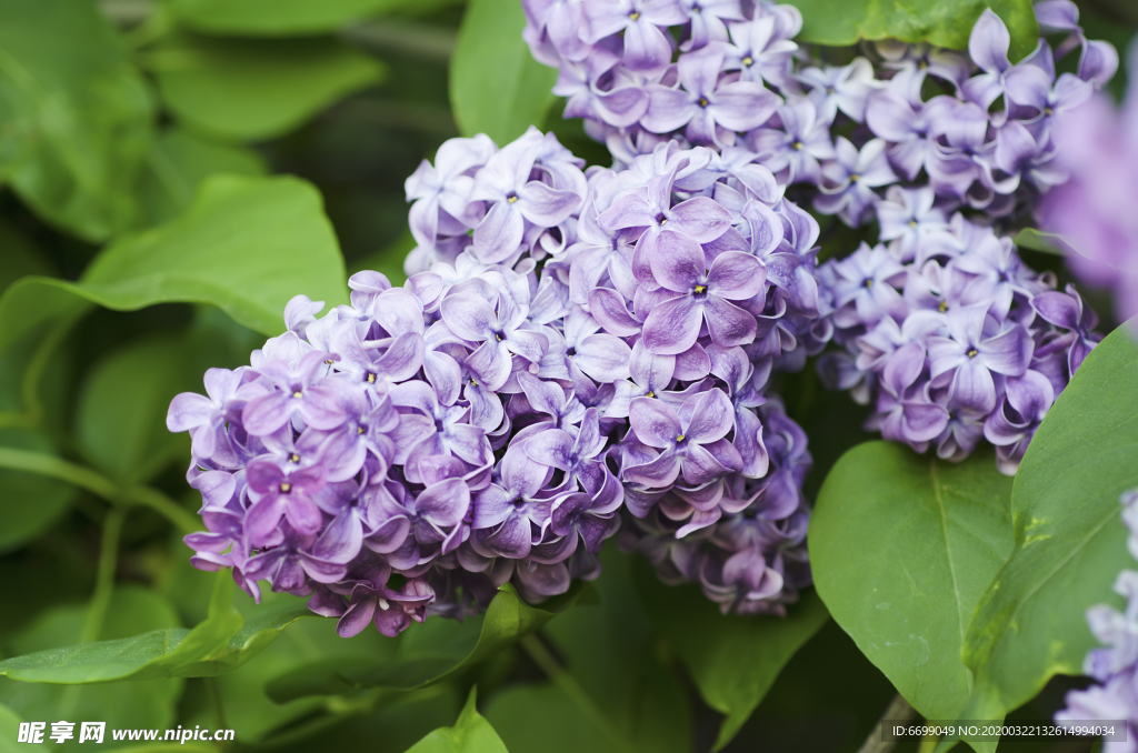 丁香花