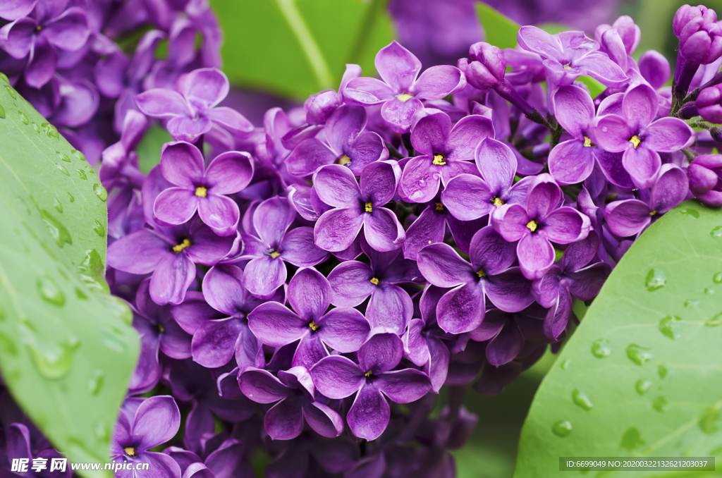 丁香花