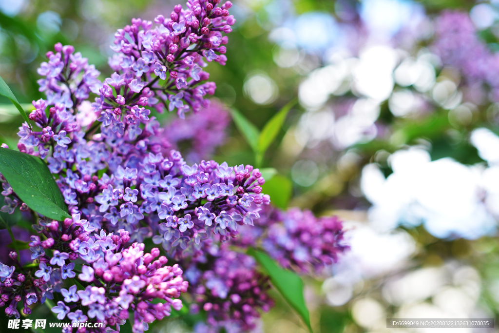 丁香花