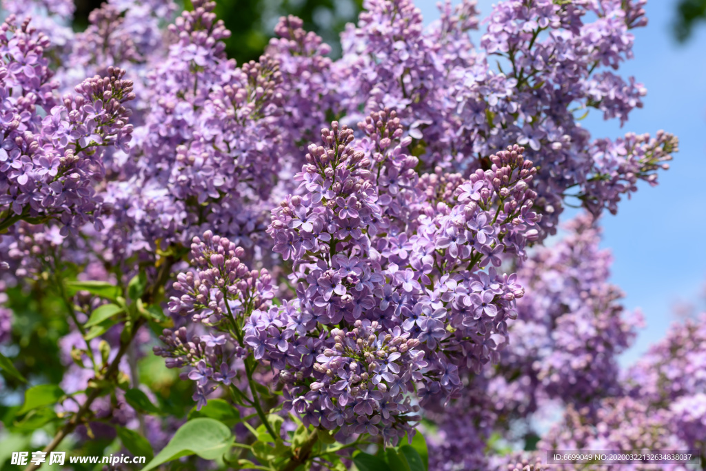 丁香花